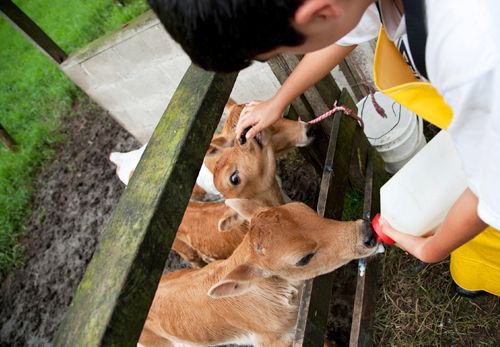 A tus hijos les encantará interactuar con los animales de la granja.