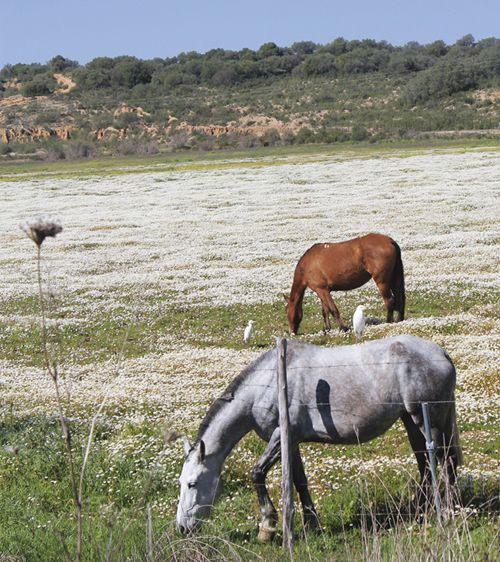 Entorno de la Puebla del Río